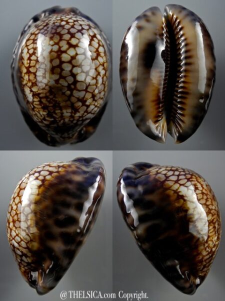 Mauritia maculifera scindata 67,2 mm Gem-0