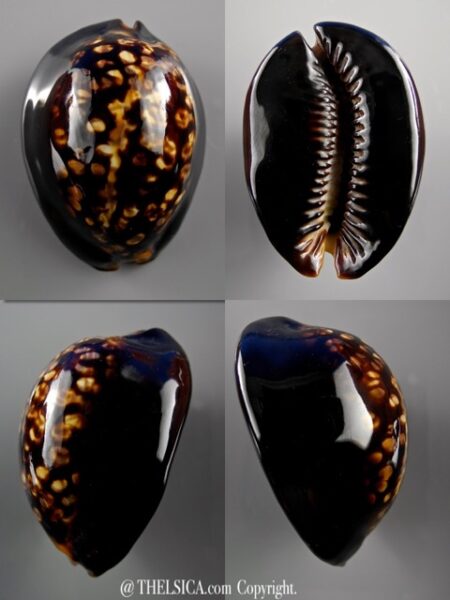 Mauritia mauritiana ..DWARF.. 49,5 mm Gem-0