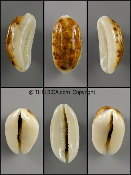 Melicerona listeri melvilli N&R 20,7 mm Gem-0