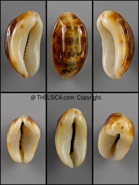 Melicerona listeri melvilli N&R 21,4 mm Gem-0