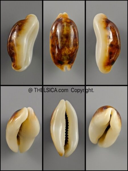 Melicerona listeri melvilli N&R 21,5 mm "fresh dead found"-0