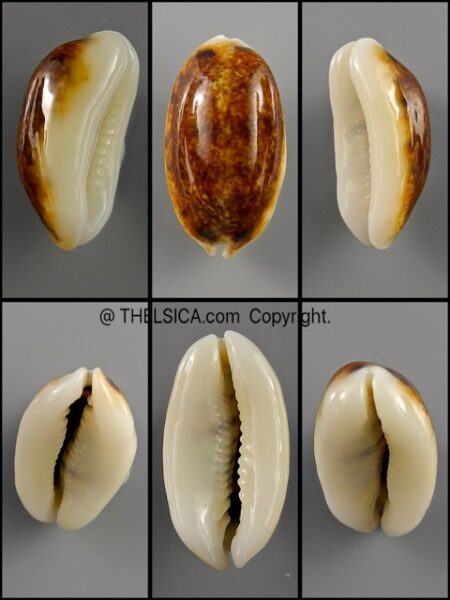 Melicerona listeri melvilli N&R 21,6 mm Gem-0