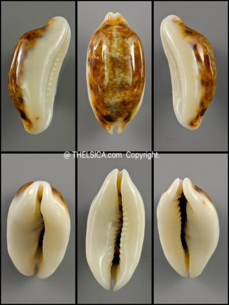 Melicerona listeri melvilli N&R 22,8 mm Gem-0