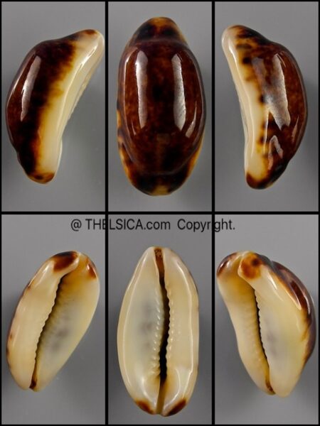 Melicerona listeri melvilli N&R 23,1 mm Gem TOP SHELL-0