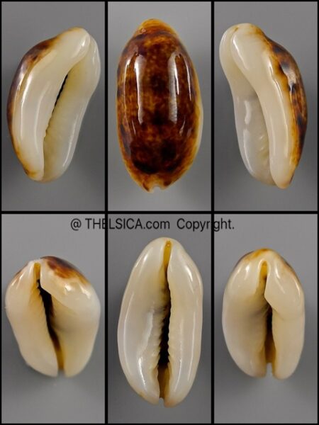 Melicerona listeri melvilli N&R 23,9 mm Gem-0