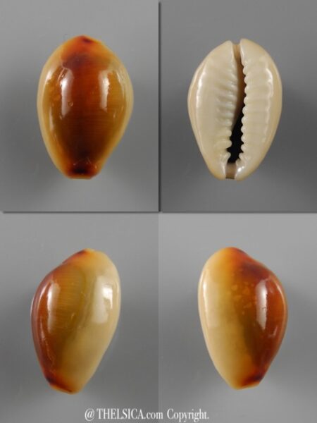 Monetaria annulus ...RUSTY... 19,6 mm Gem (-)-0