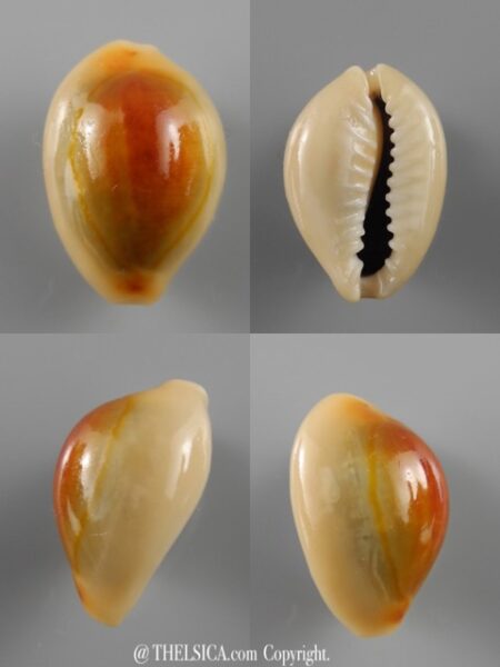 Monetaria annulus ...RUSTY... 20,8 mm Gem-0