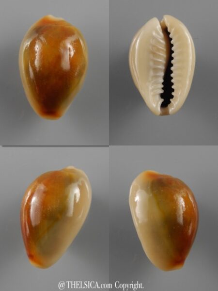 Monetaria annulus ...RUSTY... 21,2 mm Gem-0