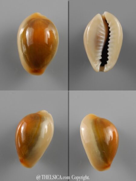 Monetaria annulus ...RUSTY... 22,1 mm Gem-0