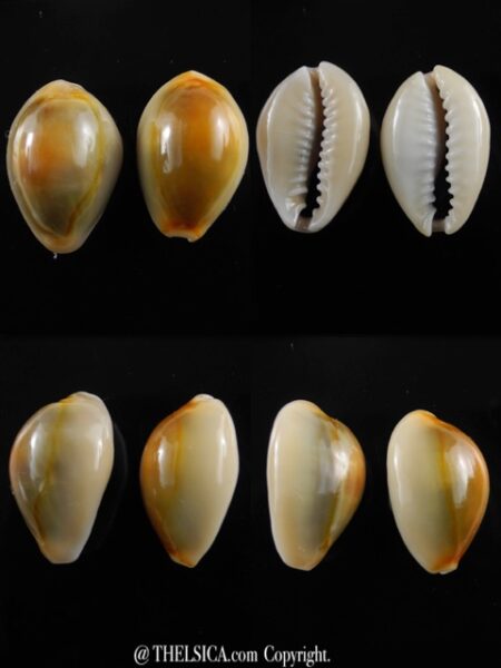 Monetaria annulus ...rusty... 23 / 22,3 mm Gem-0