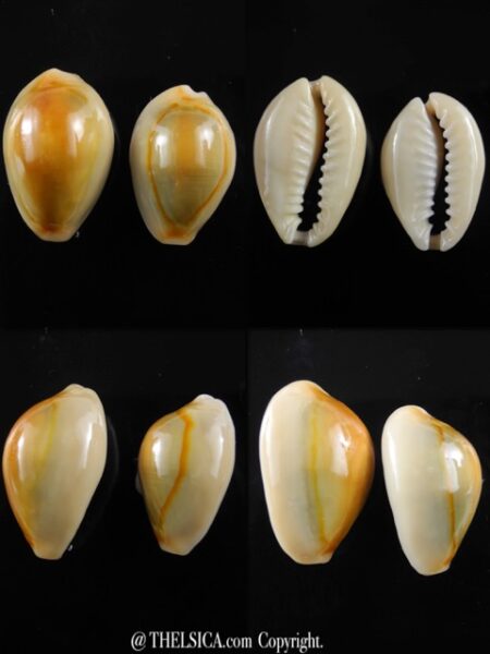 Monetaria annulus ...rusty... 24,4 / 22,1 mm Gem-0