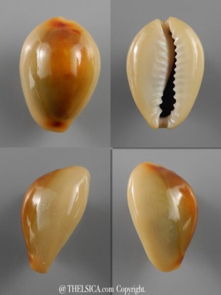 Monetaria annulus ...RUSTY... 24 mm Gem-0