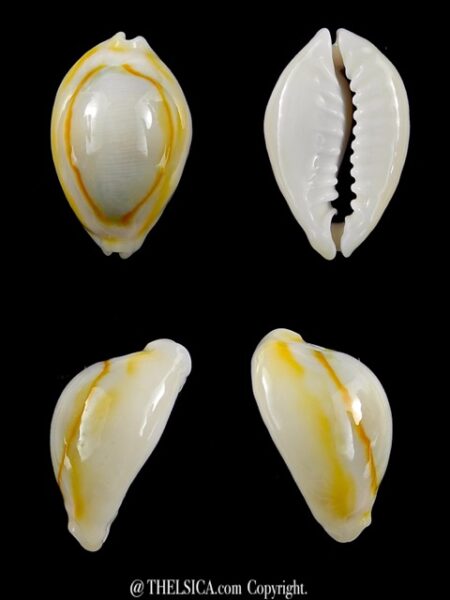 Monetaria annulus N&R 22,7 mm Gem-0
