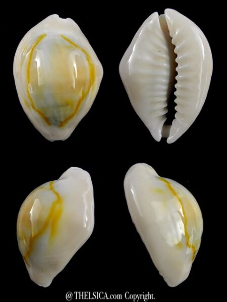 Monetaria annulus N&R 26,6 mm Gem-0
