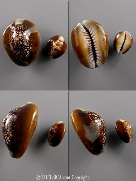 Monetaria caputserpentis ..Extreme sizes...35 et 17,6 mm Gem-0