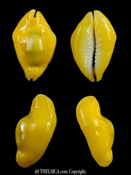 Monetaria moneta rostrate 27,4 mm Gem-0