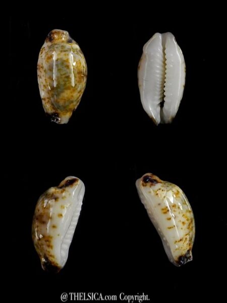 Bistolida kieneri depriesteri N&R 14,1 mm Gem-0