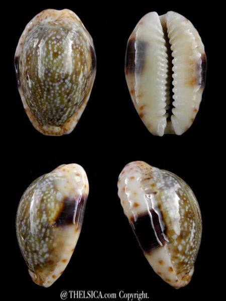 Naria erosa chlorizans lactescens 33,2 mm Gem-0