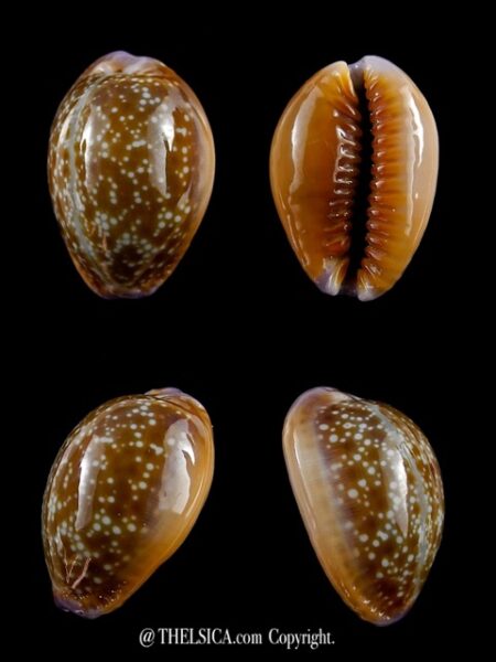 Cypraea helvola hawaiiensis 23,9 mm Gem-0