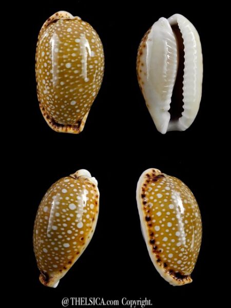 Naria labrolineata .. Big Size.. 25,5 mm Gem-0