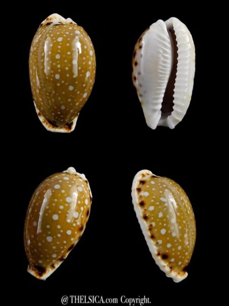 Naria labrolineata .. Big Size.. 25,9 mm Gem-0