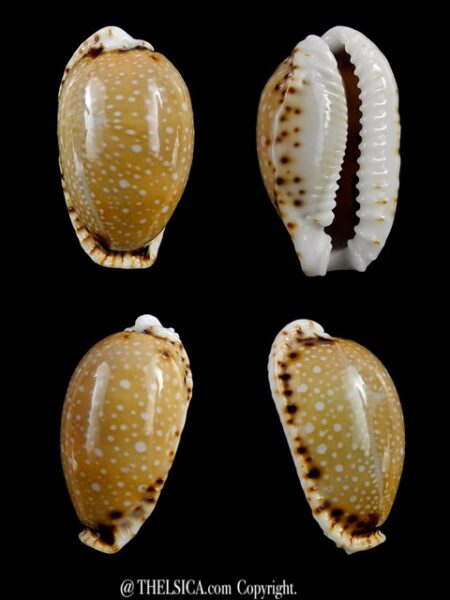 Naria labrolineata .. Big Size.. 26,6 mm Gem-0