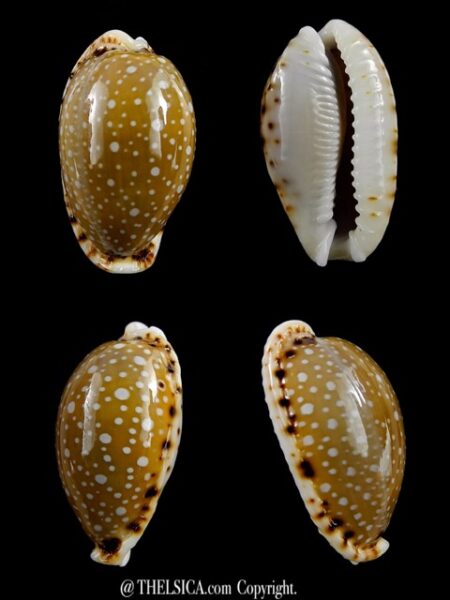 Naria labrolineata ..VERY Big Size.. 28,6 mm Gem-0