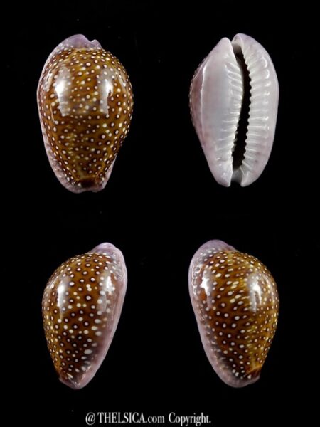 Naria poraria ..Big size.. 22,7 mm Gem-0