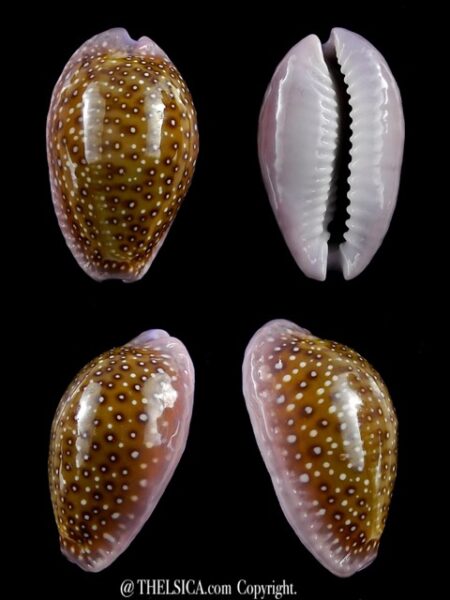 Naria poraria ..VERY Big size.. 24,9 mm Gem-0