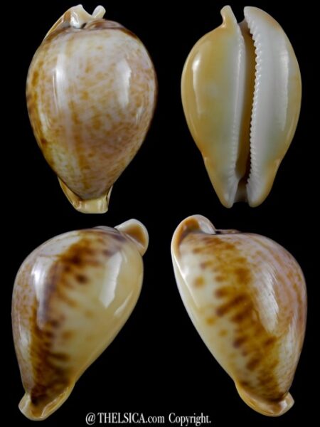 Nesiocypraea teramachii teramachii 61,6 mm Gem-0