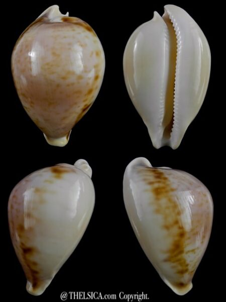 Nesiocypraea teramachii polyphemus 62,9 mm Gem-0