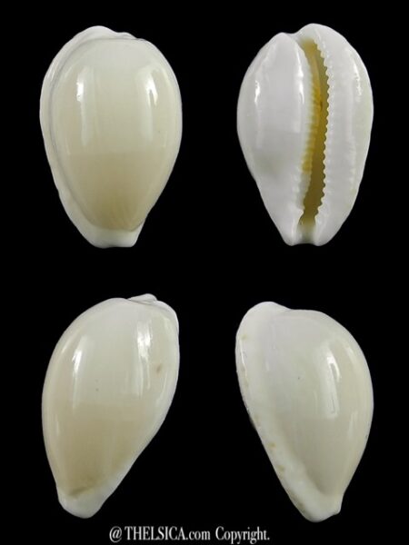 Cypraea comptonii mayi f. casta 20,3 mm Gem-0