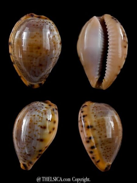 Notocypraea declivis dennyorum 19,9 mm Gem-0