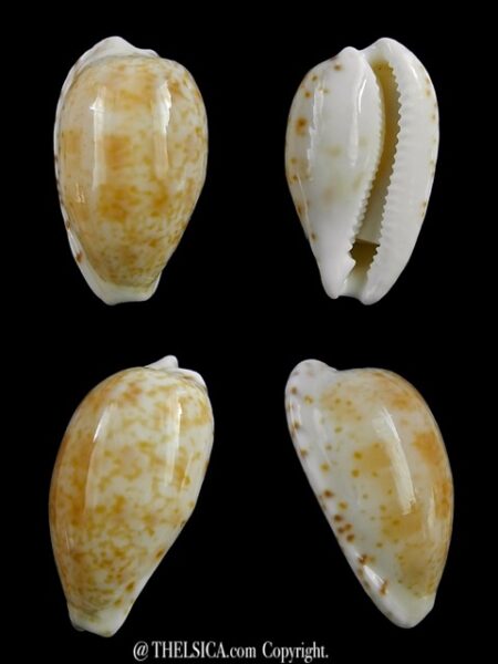 Notocypraea piperita piperita 22,3 mm Gem-0