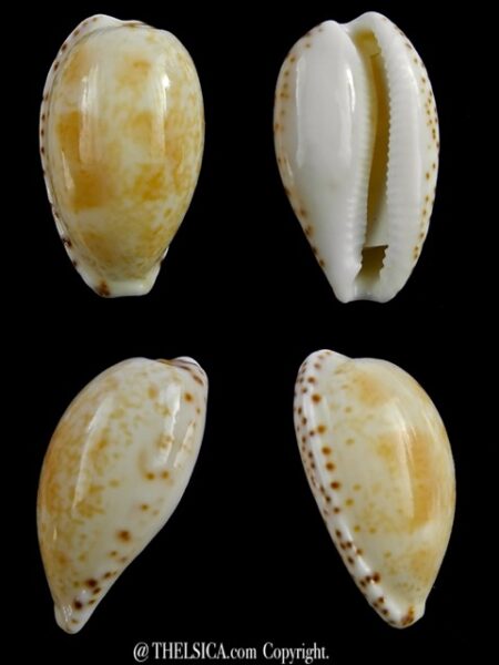 Notocypraea piperita piperita 23,6 mm Gem-0