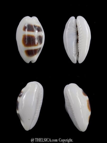 Palmadusta asellus asellus N&R 15,7 mm F+++/Gem-0