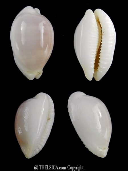 Palmadusta clandestina candida N&R 15,7 mm Gem-0