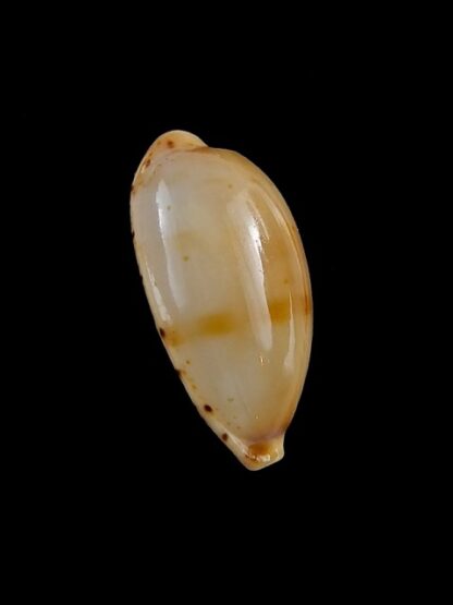 Palmulacypraea katsuae 19,4 mm Gem-17041