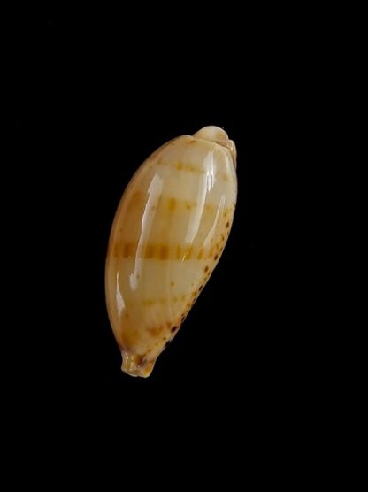 Palmulacypraea katsuae 19,4 mm Gem-17044