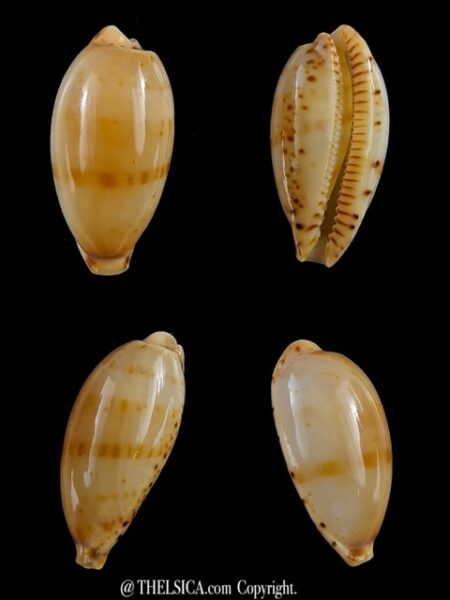 Palmulacypraea katsuae 19,4 mm Gem-0