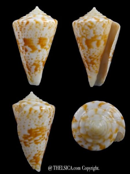 Plicaustraconus wallangra 29,1 mm Gem-0