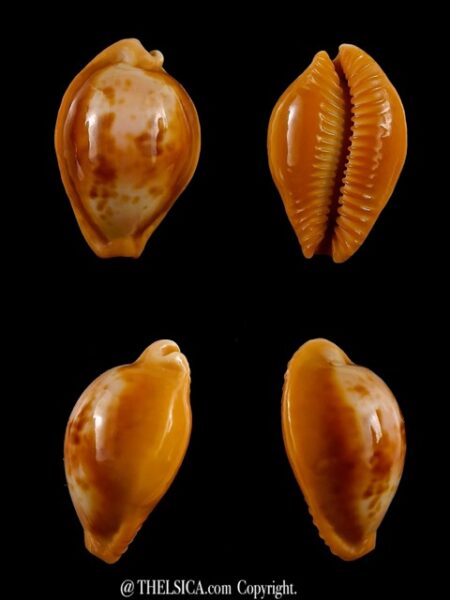 Propustularia surinamensis 24,3 mm Gem-0