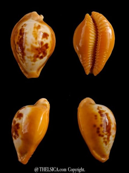 Propustularia surinamensis 27,3 mm Gem-0