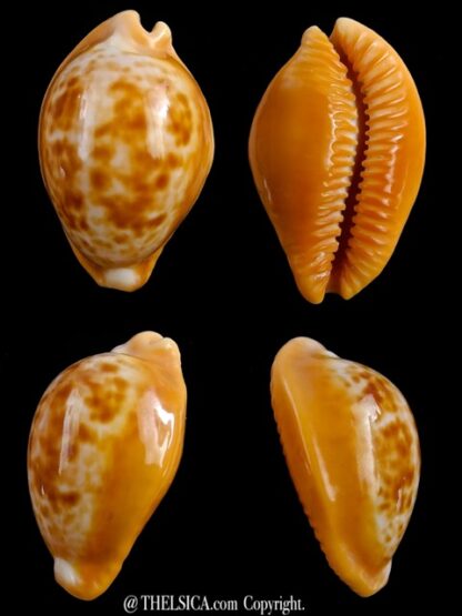 Propustularia surinamensis 37,6 mm Gem-0