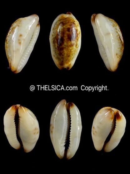 Purpuradusta gracilis macula N&R 18 mm Gem-0