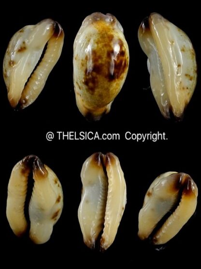 Purpuradusta gracilis macula N&R 19,8 mm Gem-0