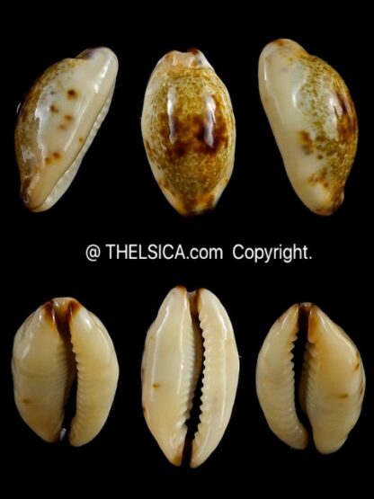 Purpuradusta gracilis macula N&R 20,4 mm Gem-0