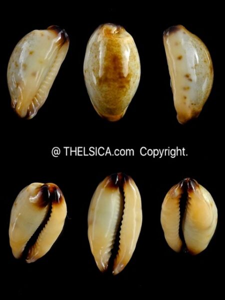 Purpuradusta gracilis macula N&R 20,5 mm Gem-0
