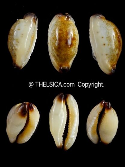 Purpuradusta gracilis macula N&R 20,8 mm Gem-0