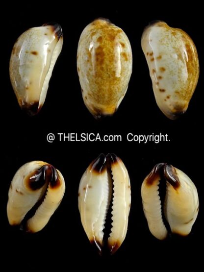 Purpuradusta gracilis macula N&R 21,6 mm Gem-0
